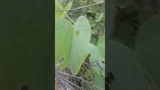 Bauhinia variegata is a species of flowering plant in the legume family Fabaceae botany biology [upl. by Coates248]