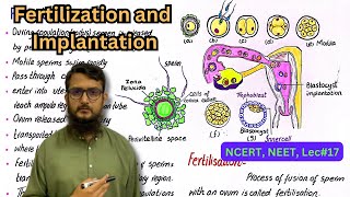 fertilization and implantation  NEET  NCERT  class 12 [upl. by Anitniuq]