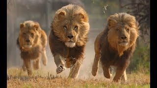 Animal Defense Against Predators  Wildlife Defense Nat Geo [upl. by Burn79]