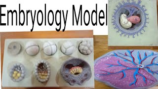 How to identify embryology Model of anatomy [upl. by Assirehs87]