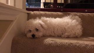 Cutest Bichon Frise Puppy In The World Barking [upl. by Simara686]