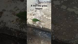 A leafhopper on the stairs 🦗 [upl. by Cilla]