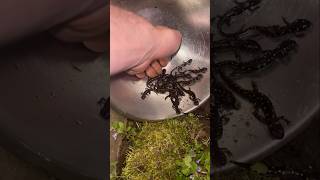 Spotted Salamander Babies shorts [upl. by Feune181]