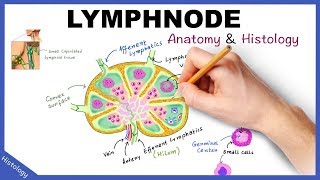 LYMPH NODE Anatomy amp Histology Simplified  Lymphatic System [upl. by Yetnom]