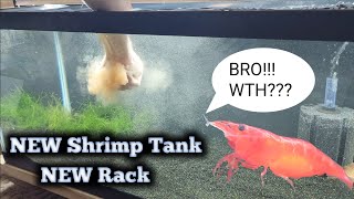 1st NEW Shrimp Tank on the NEW Shrimp Tank Rack [upl. by Eetsim]