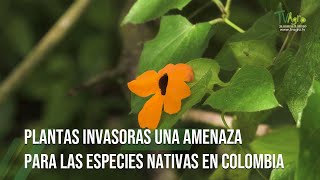 PLANTAS INVASORAS una AMENAZA para las ESPECIES NATIVAS en COLOMBIA por Juan Gonzalo Angel Restrepo [upl. by Murdocca480]