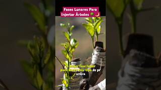 Fases Lunares Para Injertar Árboles 🌙🌳 shortvideo agriculture shorts [upl. by Nosahc871]