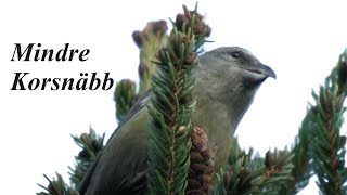 Capturing The Beauty Of Nature Watch The Common Crossbill Foraging In Action Nature [upl. by Ecinaj]