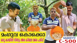 ഒരു കായിൽ നിന്നും 500gm പരിപ്പ് വരെ കിട്ടുന്ന മുരിക്കാശ്ശേരി കൊക്കോ  Cocoa Farming  Farming [upl. by Yttocs]