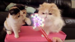 Cats vs Hello Kitty LightUp Foam Fan [upl. by Werdna130]