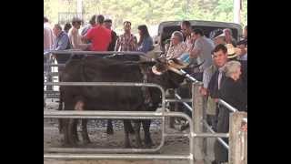 Vila RealSanto António em Lordelo com a tradicional Feira de Gado [upl. by Nylanej]