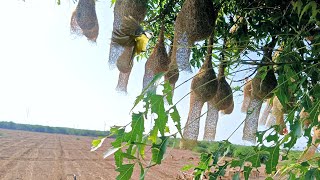 Amazing Nest In The Animal World [upl. by Corrie733]