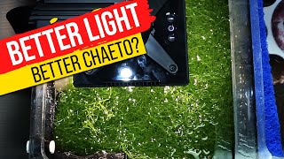 11 Popular Refugium Lights TESTED Super Charge Your Macro Algae With Data [upl. by Schrick547]