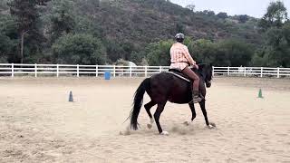 Gaited Horse Equitation Class 112 Freestyle Class 114 Oct 2024 [upl. by Gader]