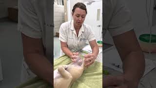 Ortolani positive test  Hip dysplasia in a puppy [upl. by Tulley]