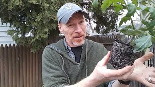 How do You Fix Root bound plants Here’s What to Do – Karl’s Food Forest Garden S001E085 [upl. by Aisinoid]