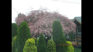 Amazing Tamarix tree in bloom [upl. by Alford]