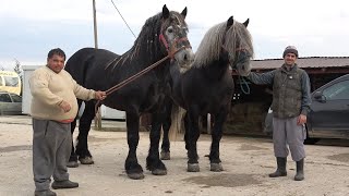 Caii lui Ionut de la Sacadat Bihor  Cu Nea Costel si Stelica in vizita  2024 Nou [upl. by Niltiak713]