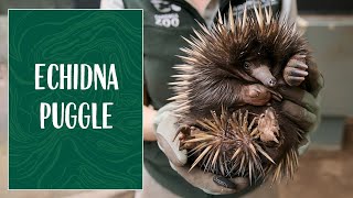 Baby Echidna Alert at Taronga Zoo Sydney [upl. by Anh]