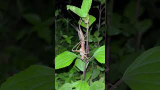 Bush cricket 🦗  ecdysis [upl. by Nnayecats]