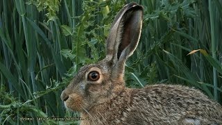 2015 05 23 Feldhase  hare  lepus europaeus [upl. by Edward]