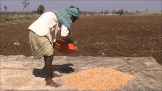 Ground nut seed treatment Kannada BAIF Karnataka [upl. by Riella]