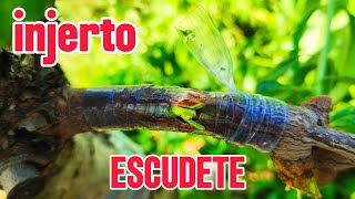 COMO INJERTAR FRUTALES  INJERTO DE ESCUDETE [upl. by Strader457]