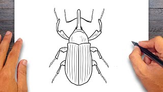 How to draw Weevil  Insect Drawing [upl. by Alul]