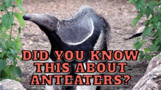 5 Incredible Anteater Facts You Didn’t Know 🐜 AnteaterFacts Wildlife AnimalLovers [upl. by Jammie]