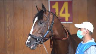 Standing A Stallion Authentic at Spendthrift Farm [upl. by Yehtomit]