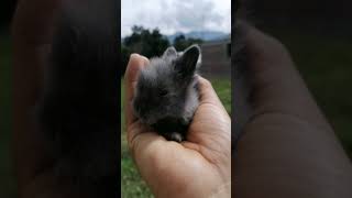 Pequeño gigante en la naturaleza conejo conejito [upl. by Kreit]