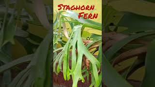 Staghorn fern । staghorn staghornfern peace houseplant indoorplants outdoors outdoorplants । [upl. by Hamish878]