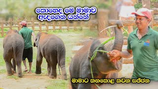 සෙල්ලං කරන්න යමුකො මාමේ අනේ  Srilanka Cute Baby Elephants Sajjana And Dissa [upl. by Aynotan183]