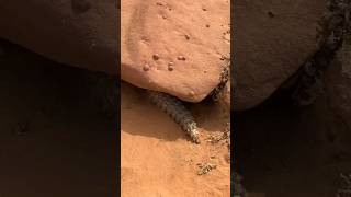 Uromastyx aegyptia The Egyptian SpinyTailed Lizard [upl. by Sialac680]