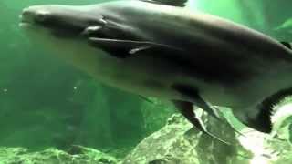 Giant PangasiusChao Praya Giant Catfish Wang Pla Aquarium Bang Sai [upl. by Arihas228]