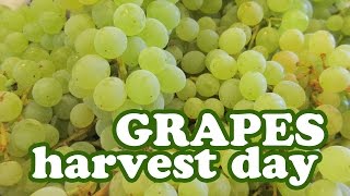 Harvesting Grape Fruits Harvest Season  Growing Thompson Seedless Grapes Variety Grapevine Garden [upl. by Maon]