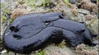 The Black Sea Hare scientific name Aplysia vaccariaUnbelievable creature [upl. by Notnelc]