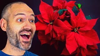 The Secret to Keeping Your Poinsettia Alive ALL YEAR [upl. by Evante]