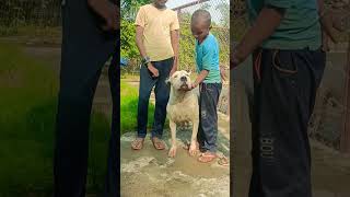 Dogo Argentino attitude sanjayduttdialogue dialogue dog movie love youtube youtubeshorts [upl. by Assenav966]