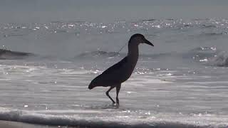 Black crowned Night Heron Fourth of July  2024 [upl. by Odlanra]