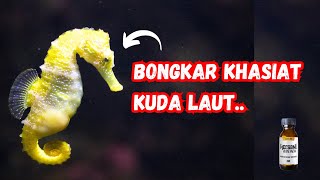 KHASIAT kuda laut minyak PAWIRA [upl. by Bonnell]