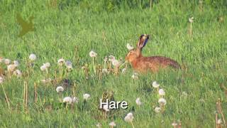 Hare [upl. by Eyk]