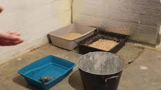 Using wood pellets for cat litter [upl. by Luciano918]