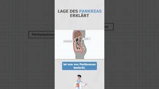 Lage des Pankreas erklärt anatomie medizinstudium medizin [upl. by Ellek943]