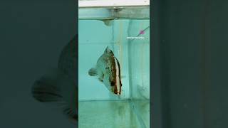 Barramundi hunt aquarium fishlover fishing fish barramundi seabass monsterfish [upl. by Hultin]