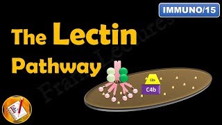 The Lectin Pathway or The MBL Pathway The Complement System Part III FLImmuno15 [upl. by Dnomyaw211]