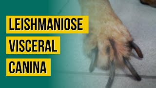 Leishmaniose Visceral Canina  Identificação e tratamento [upl. by Odlonyer]