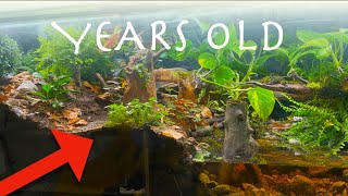 Years old rainforest ecosystem vivarium over time this happened [upl. by Penni539]