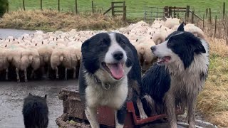 Two brilliant border collies herding sheep [upl. by Kimberlee]