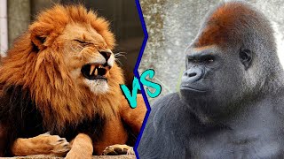 GORILLA vs LION [upl. by Fredela]